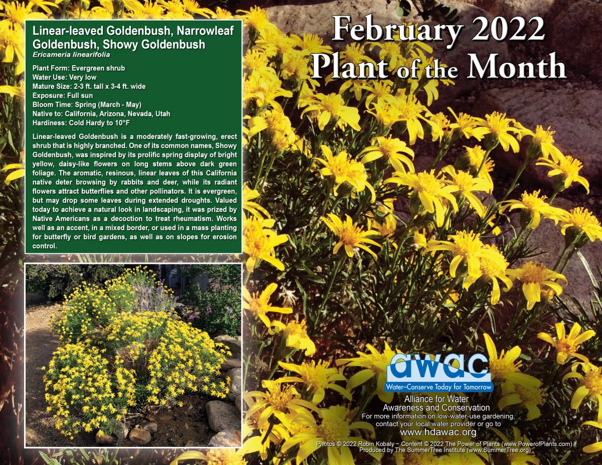 AWAC Feb 22 Plant
