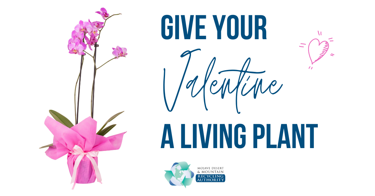 Valentine’s Plant