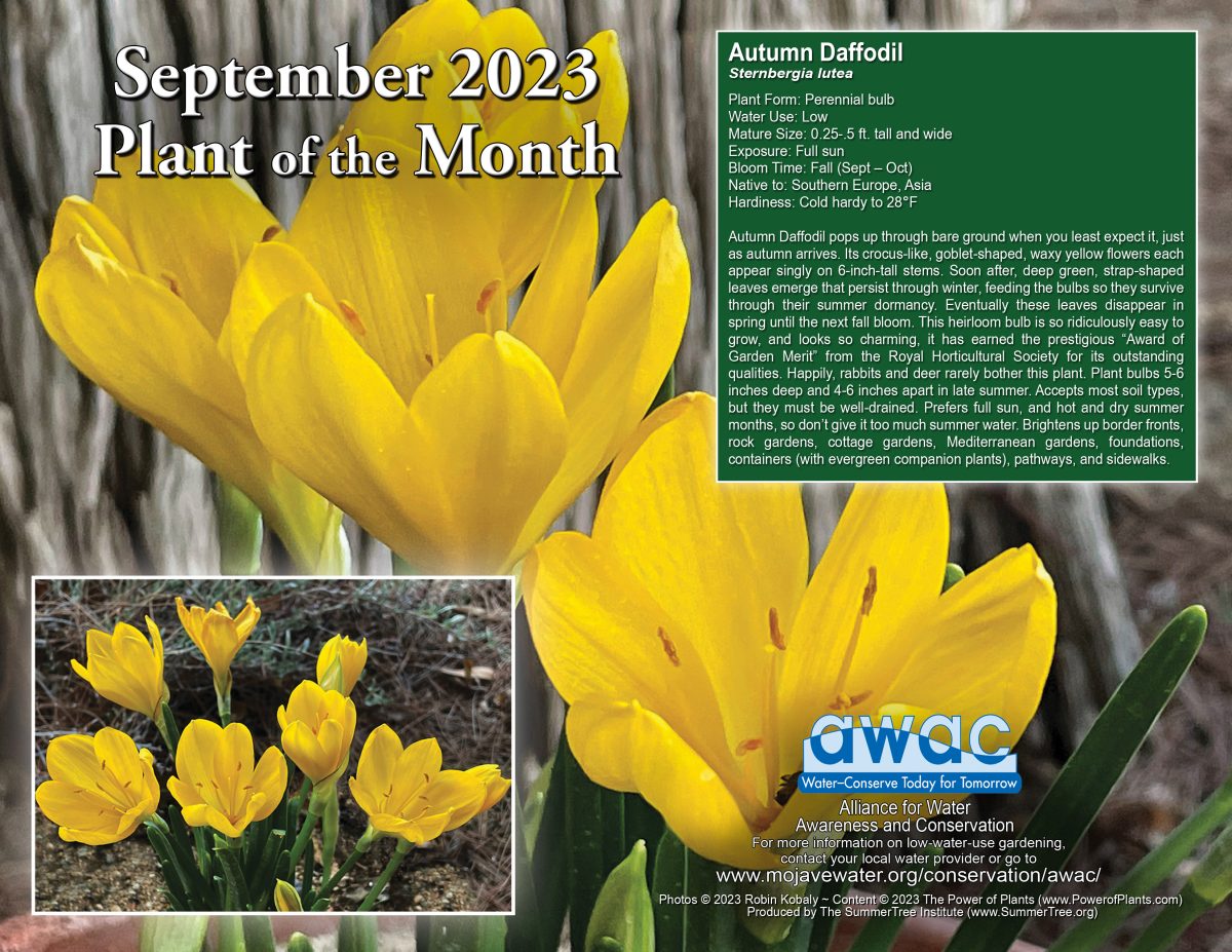 Autumn Daffodil - Yellow flowers