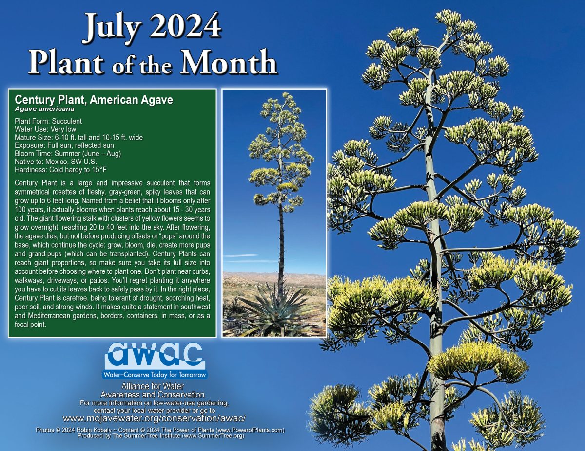 AWAC July 2024 Plant of the Month flyer