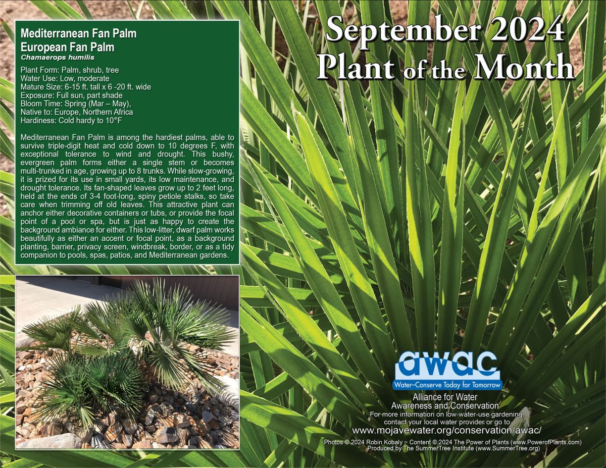 AWACs flyer for the September 24 Plant of the Month