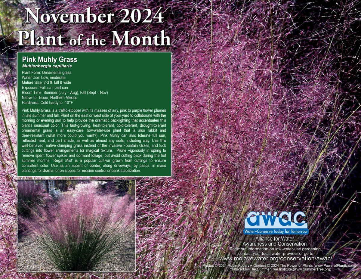AWAC November 24 Plant of the Month Profile