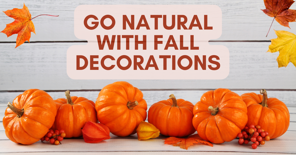 Whole pumpkins on a table - fall decor