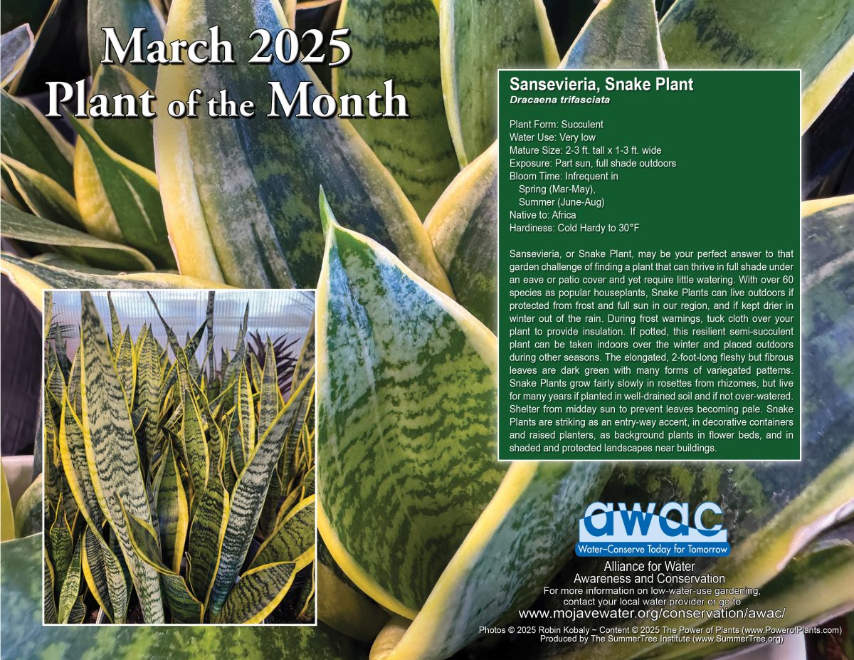 March 2025 AWAC Plant of the Month