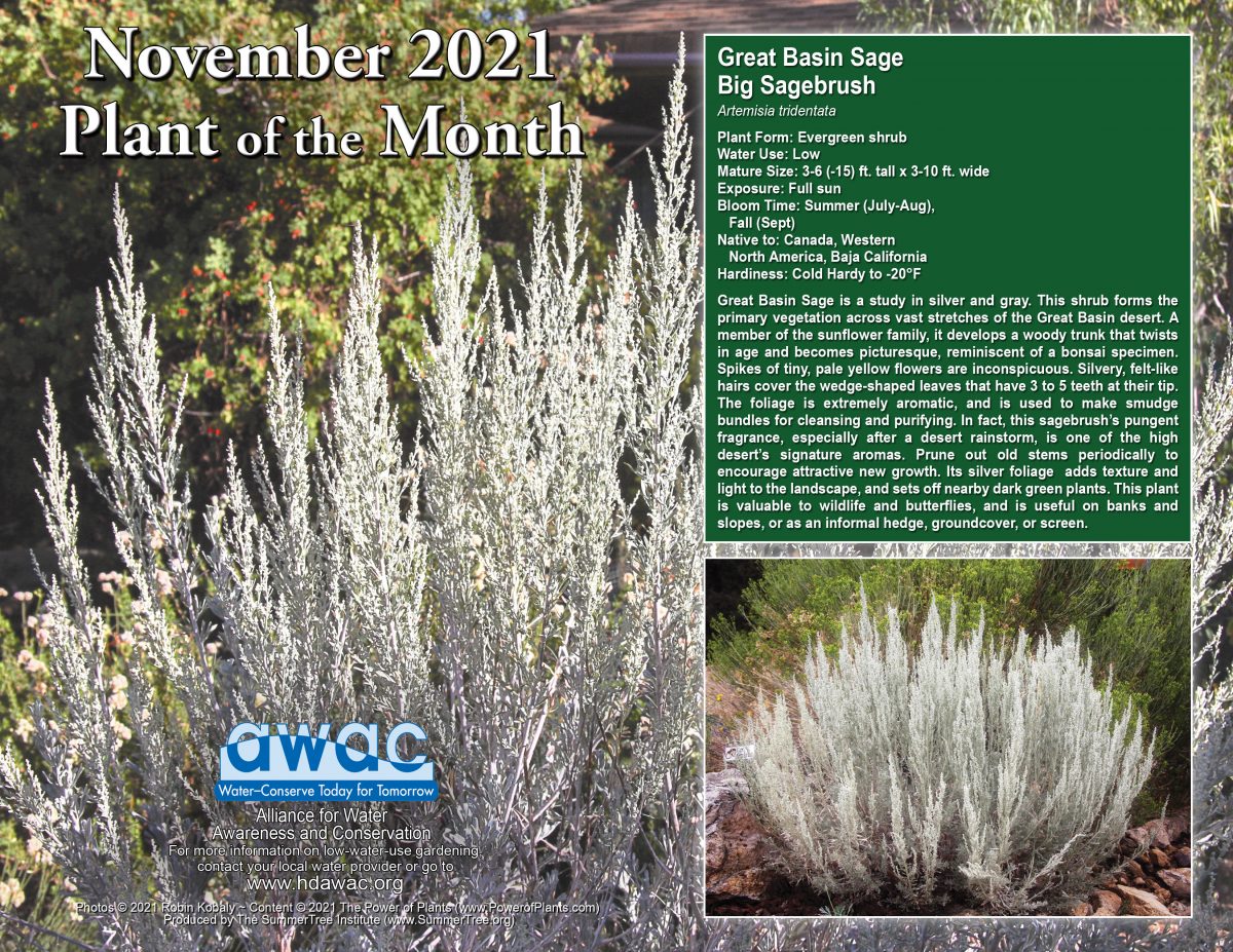11-2021_Plant-of-Month_November