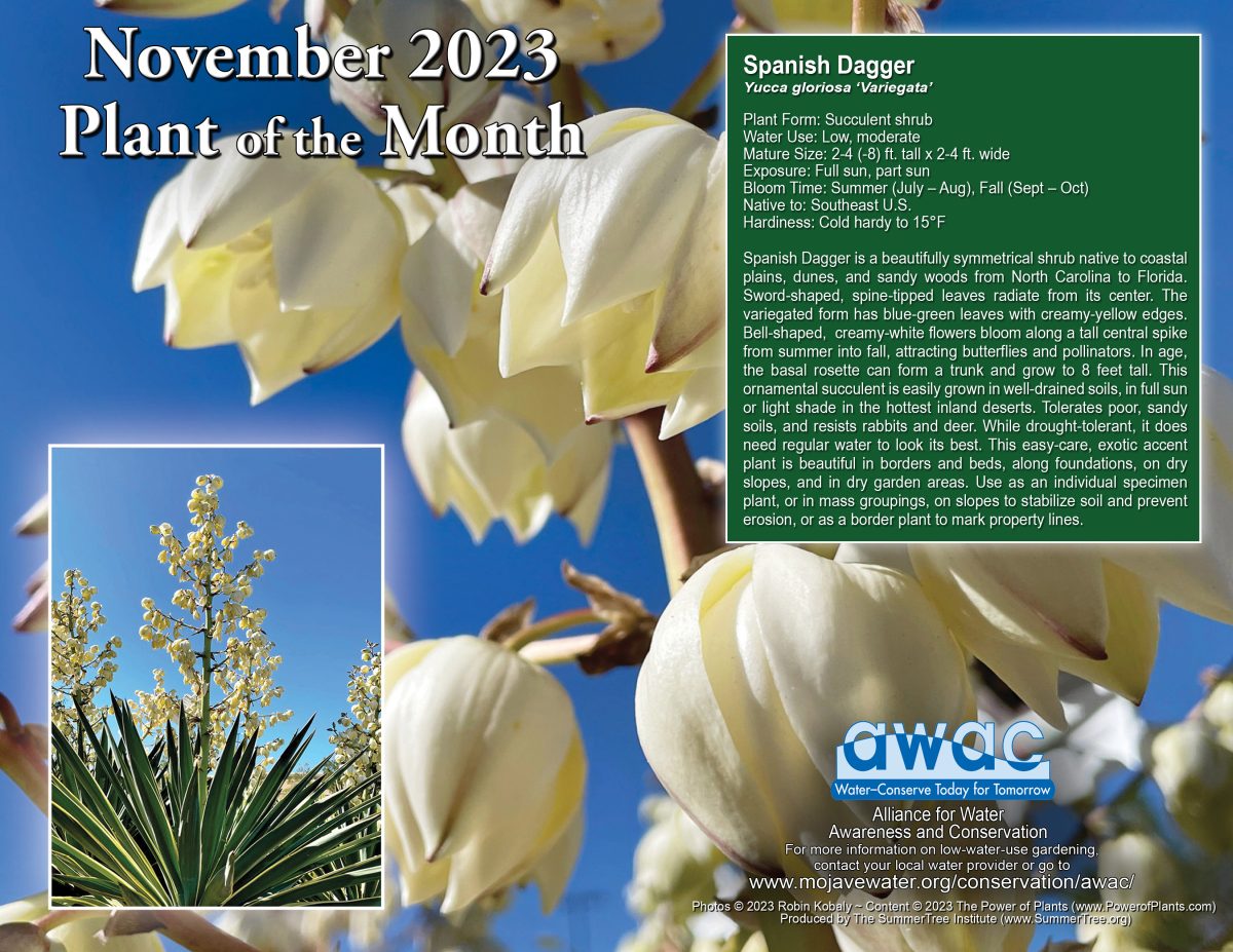 Image of a Spanish Dagger plant, AWAC’s November 23 Plant of the Month