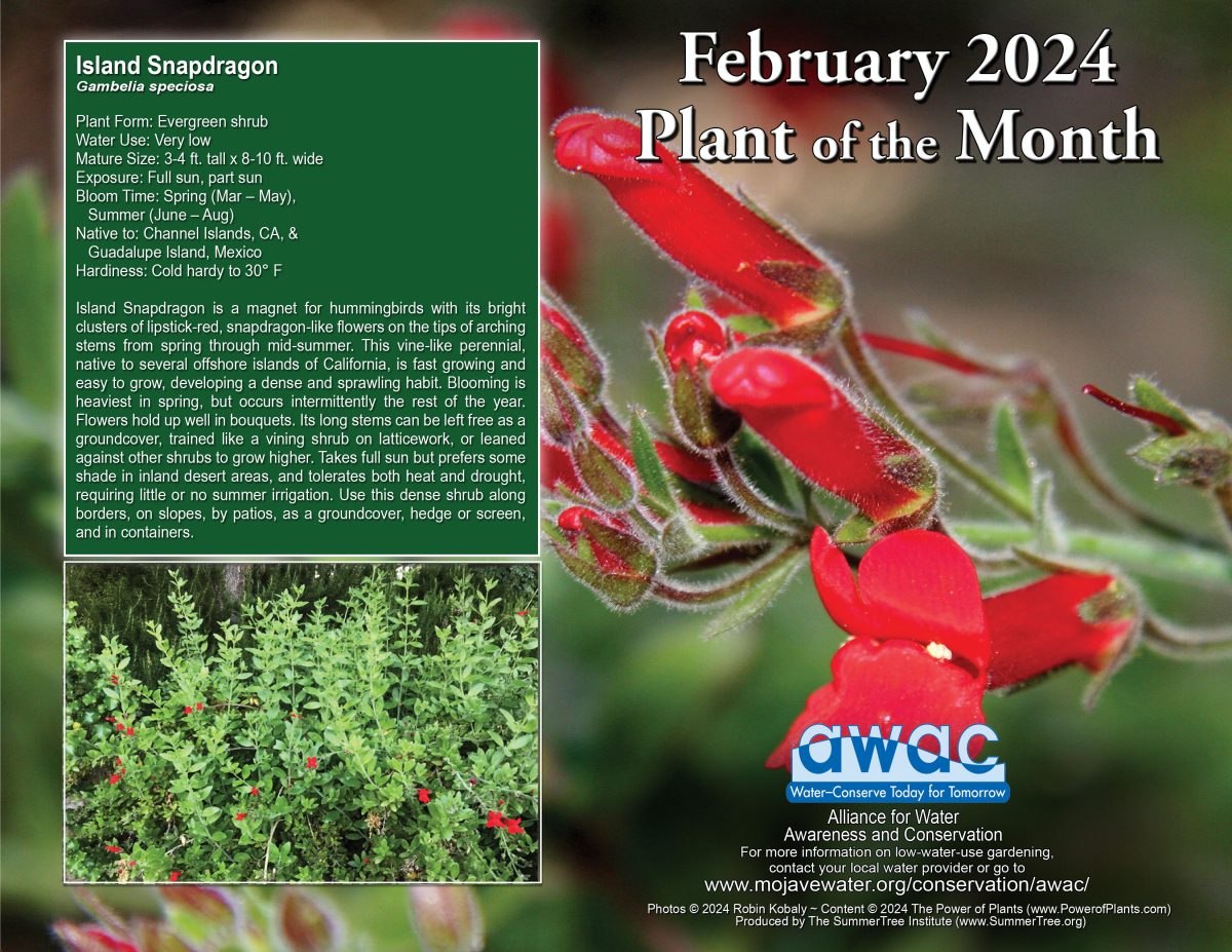 Red trumpet flower and text about the Feb 2024 Plant of the Month from AWAC