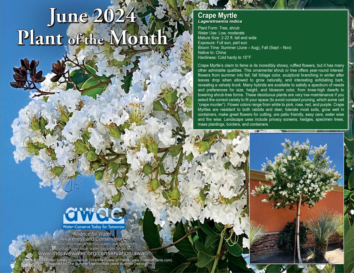 AWAC June 2024 Plant of the Month
