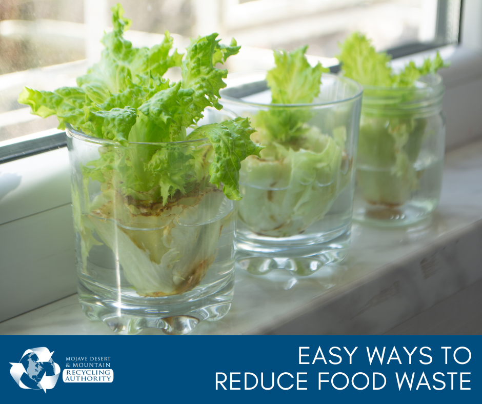 Lettuce starts in small cups along a window 