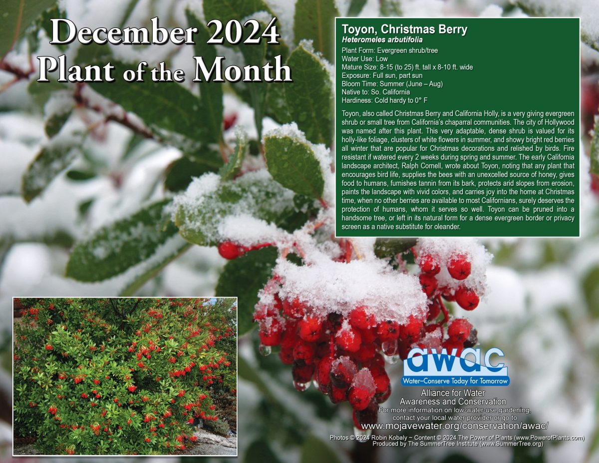 AWAC Plant of the Month, the Toyon or Christmas Berry