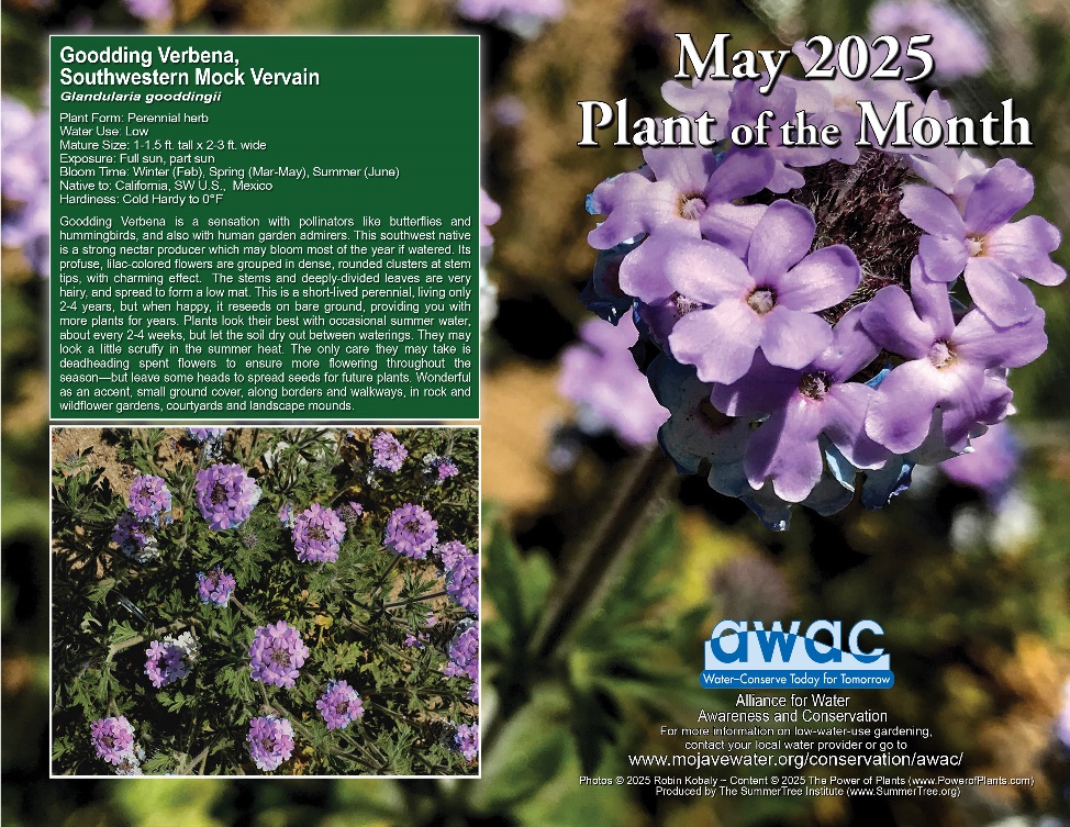 AWAC May 2025 Plant of the Month Flyer