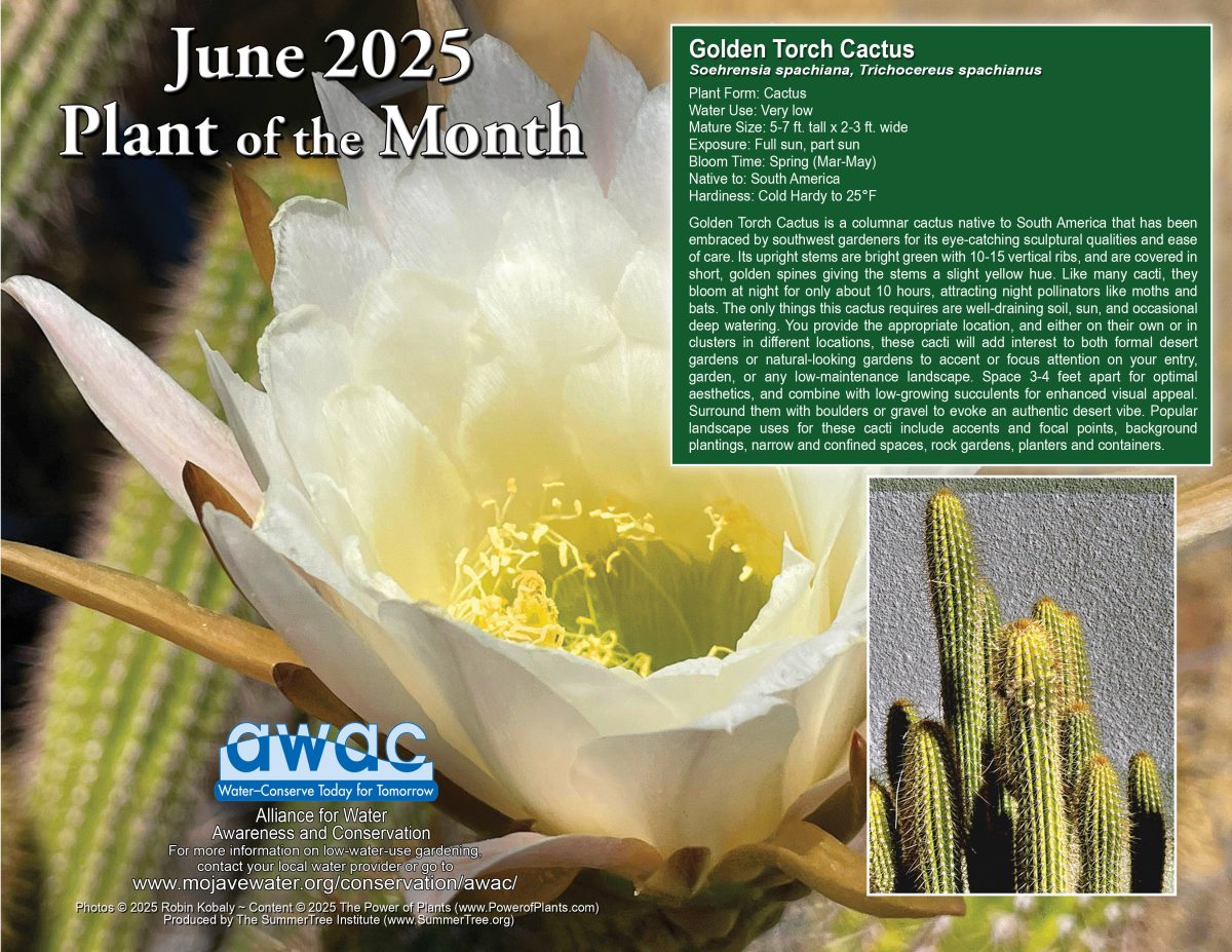 Image & description of the AWAC Plant of the Month for June 25: Golden Torch Cactus