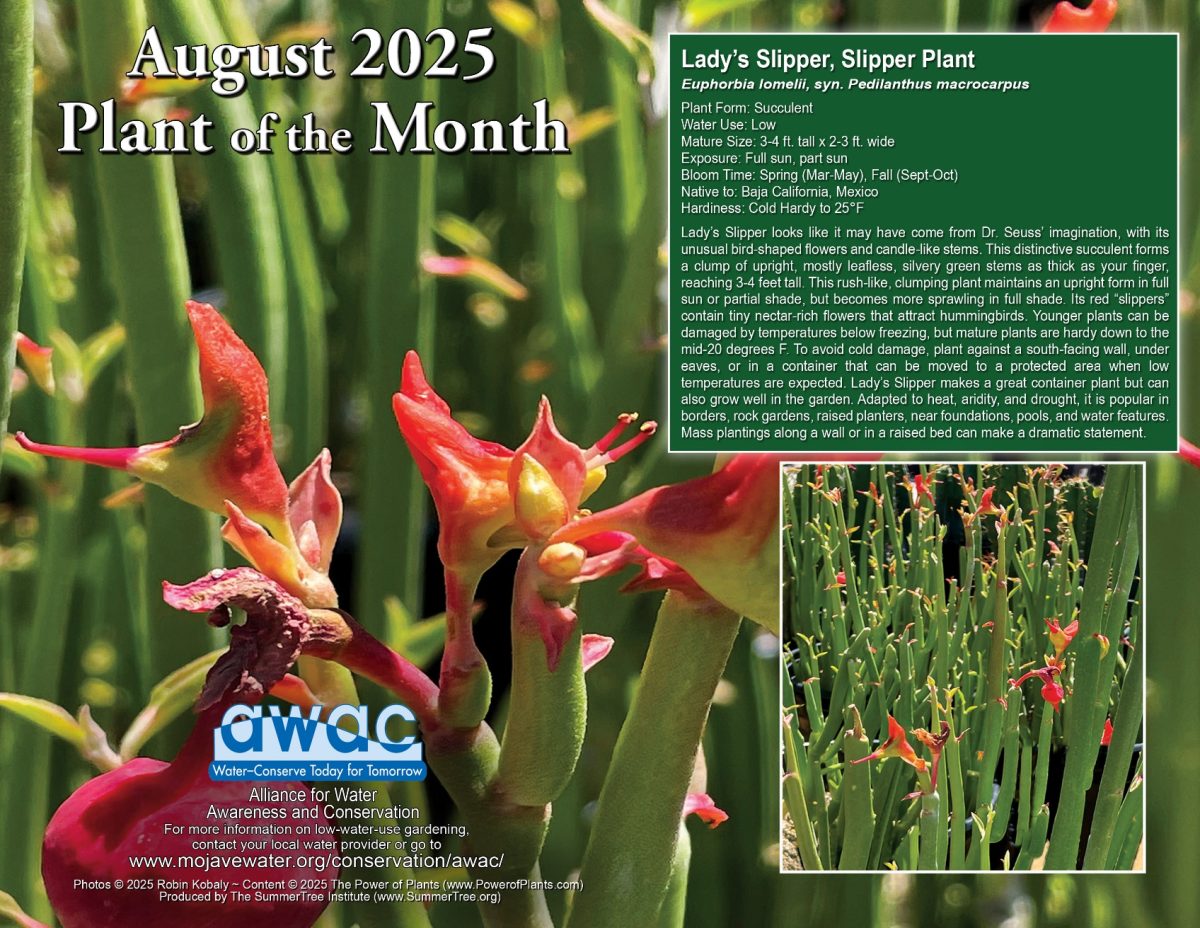 AWAC Plant of the Month 8-25: Lady’s Slipper 