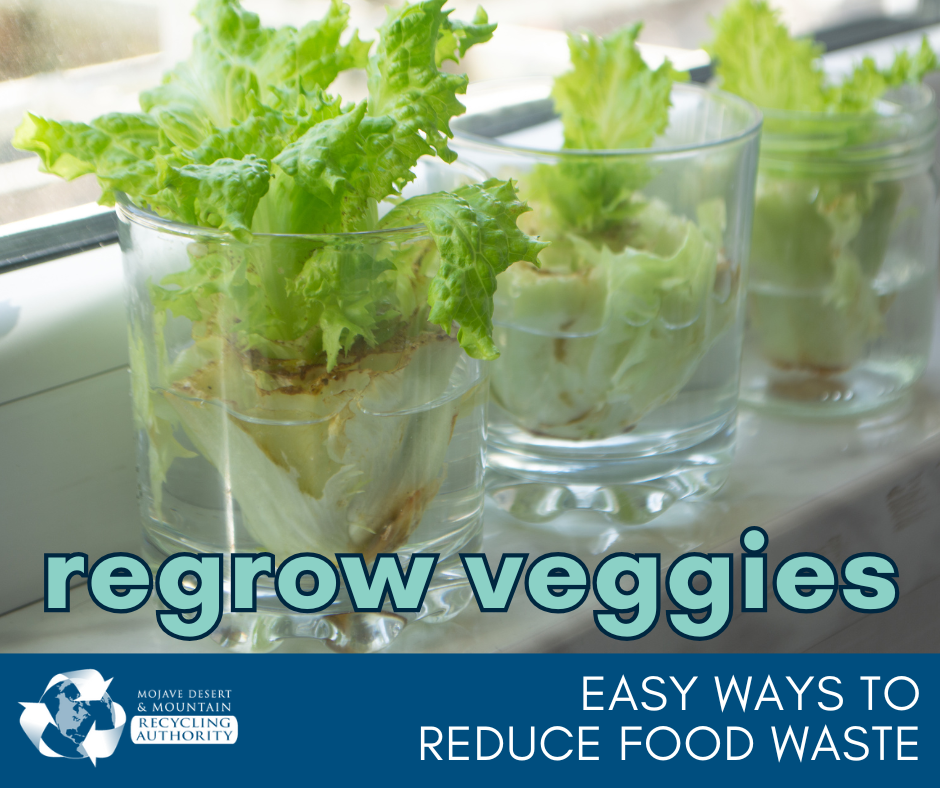 Lettuce growing from cuttings in two cups near a window 
