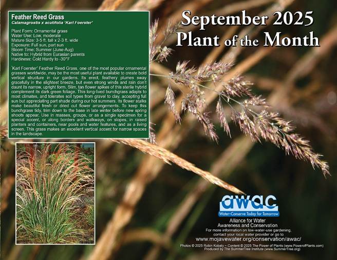 AWAC September 25 Plant of the Month Flyer