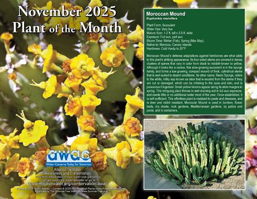 AWAC Plant of the Month 11/25 Flyer