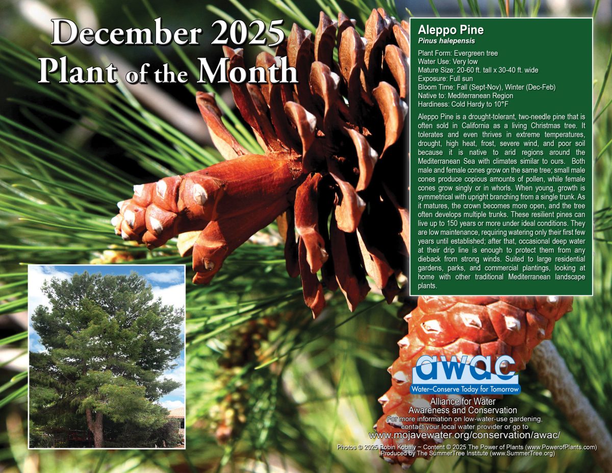 AWAC December 2025 Plant of the month Flyer