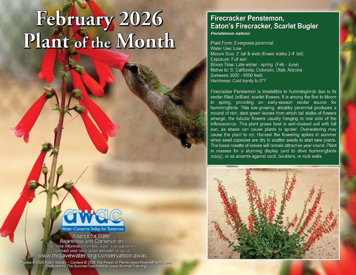 AWAC's Plant of the Month Flyer with text and image about the Firecracker Penstemon