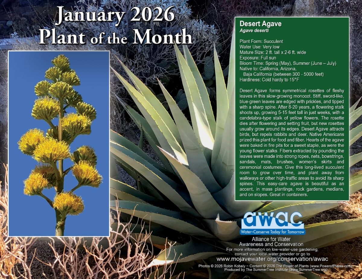 AWAC Jan 2026 Plant of the Month Flyer
