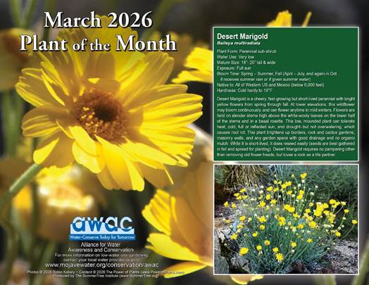 AWAC Plant of the month: a yellow desert marigold flower