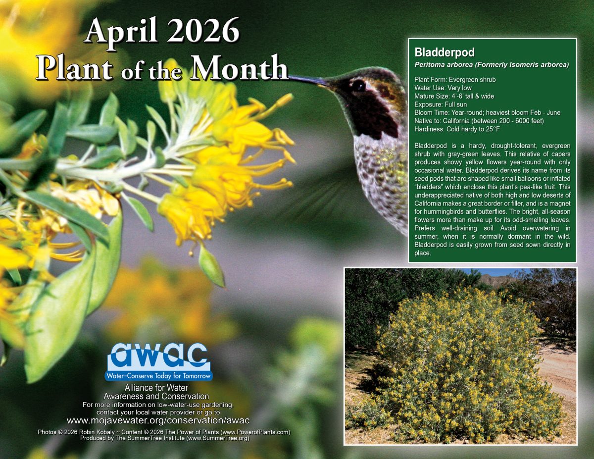 A hummingbird drinks from a Bladderpod shrub